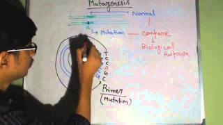 Site directed mutagenesis [upl. by Twedy]