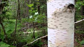 Yellow and White Birch Trees [upl. by Ylam]