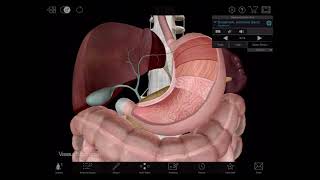 Visible Body  3D Tour of the Digestive System [upl. by Leirbaj569]