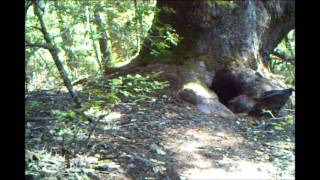 Turkey Vultures Mating and Tending a Nest in a Hollow Tree [upl. by Kered]