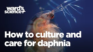 Caring and Culturing for Daphnia [upl. by Airam]