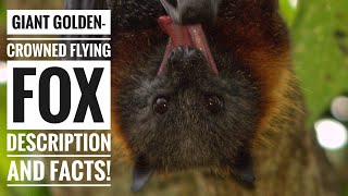 Giant GoldenCrowned Flying Fox  Description and Facts [upl. by Pollak101]