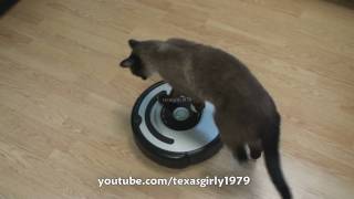 Cat shows HOW TO use iRobot Roomba Vacuum [upl. by Devonne]