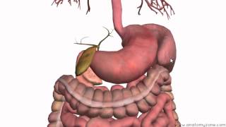 Introduction to the Digestive System Part 3  Intestines and Beyond  3D Anatomy Tutorial [upl. by Nehte]