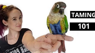 How To Tame and Earn The Trust From A Green Cheek Conure or Other Scared Parrot [upl. by Koch]