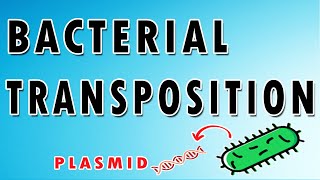 Bacterial Transposition [upl. by Tamah]