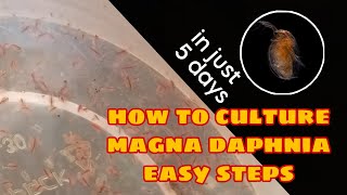 How to Culture Magna Daphnia Easily [upl. by Trilley]