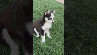 Pomsky puppies [upl. by Nomrah]