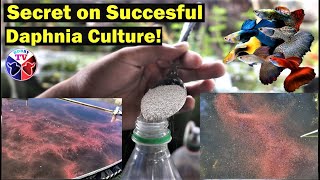 How to Culture Daphnia Successfully [upl. by Jamilla912]