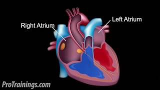 Cardiology  Heart Physiology I Cardiac Myocyte and Membrane Potential [upl. by Ikiv]