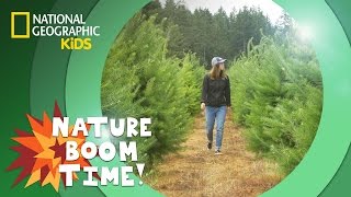 Christmas Tree Farm 🎄  Nature Boom Time  natgeokids [upl. by Ayekam]