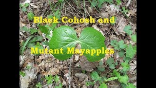 Black Cohosh Snakeroot Wild Geranium and Mutant Mayapples [upl. by Holcman542]