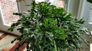 Thanksgiving and Christmas Cactus Care Update On How I Grow Them [upl. by Schechinger]