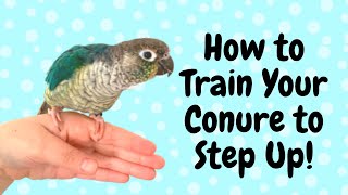 How to Teach Your Conure to Step Up  Parrot Training  BirdNerdSophie [upl. by Sion]