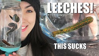 BITTEN By A LEECH  Medicinal Leech Facts  Creature Feature [upl. by Takeshi466]