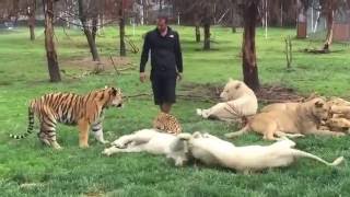 Tiger Saves Man From A Leopard Attack [upl. by Mufinella]