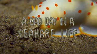 Nudibranch eating nudibranch  A day in a sea hare life [upl. by Naginarb]