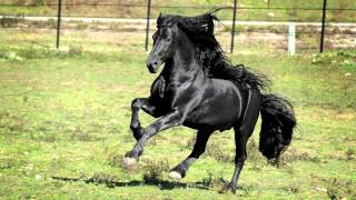 WORLD FAMOUS FRIESIAN STALLION [upl. by Eedyak]