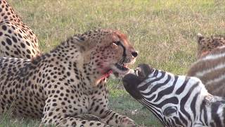 Cheetahs eating a zebra [upl. by Nylloc]