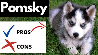 Pomsky Pros And Cons  Should You REALLY Get A POMSKY [upl. by Archibald]