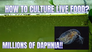 How to Culture Daphnia Secret Method to Breed MILLIONS  Simply Aquatic [upl. by Attikram]