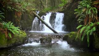 The Forest Waterfall HD  The Calming Sound of Water [upl. by Lemra47]