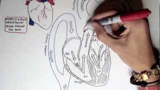 42 Cardiovascular Pressure Flow and Resistance [upl. by Icyaj36]