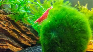 How to Keep Marimo Moss Balls in Your Aquarium [upl. by Ewald]