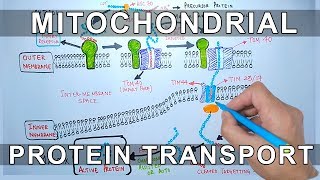 Protein Transport into Mitochondria [upl. by Caddric]