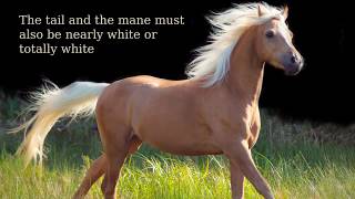 Palomino Horse strong muscular [upl. by Bandler]