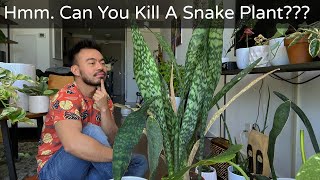 How to Care and Propagate Snake Plants  Sansevieria Whale Fin [upl. by Dowlen766]