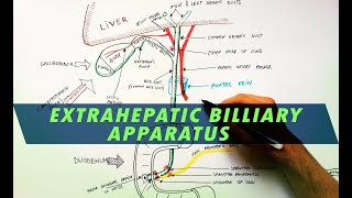 Extrahepatic Biliary Apparatus  Cystohepatic Triangle  Anatomy Tutorial [upl. by Koch]