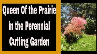 Planting Filipendula Rubra aka Queen of the Prairie in the Cutting Garden 🌹🌿🌻  Ep 68 [upl. by Dahle436]