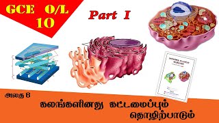 கலம்  Cell structure amp function  Grade 10 Science  GCE OL Tamil Medium [upl. by Aynad]