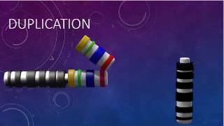 CHROMOSOMAL STRUCTURE DELETIONS DUPLICATIONS TRANSLOCATIONS INVERSIONS [upl. by Jarita]