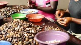 Cashew Nut Processing  Peace Corps Ghana [upl. by Anelhtak]