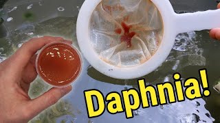 How I Culture Daphnia In Outdoor Tubs [upl. by Yasmine]