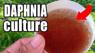 How to culture Daphnia  Easy way and complete guide [upl. by Panchito170]