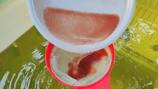 How to culture daphnia  Daphnia culture  How to grow daphnia outdoor [upl. by Iviv]