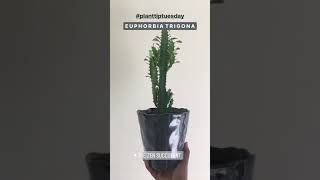 How To Care For A Euphorbia Trigona Succulent Plant  Easy to Care For Sun Lover Statement Plant [upl. by Etessil708]