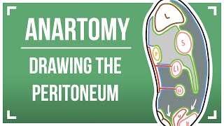 Drawing The Peritoneum [upl. by Boles]