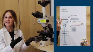 Fluorescence Microscopy [upl. by Nuahsyd]