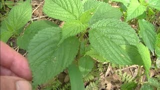 White Snakeroot and Wood Nettle Comparison  Viewer Requested Video [upl. by Pampuch]