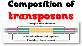 Composition of transposons [upl. by Munsey]