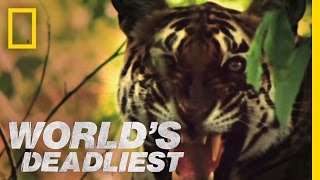 Tiger vs Monkeys  Worlds Deadliest [upl. by Main]