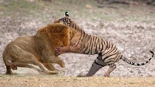 Tiger VS Lion Who would win [upl. by Annirac]