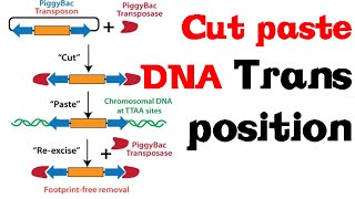 Cut and paste DNA transposition [upl. by Yonina776]