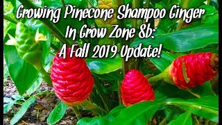 Growing Pinecone Shampoo Ginger  Fall Garden Update [upl. by Hgieliak977]