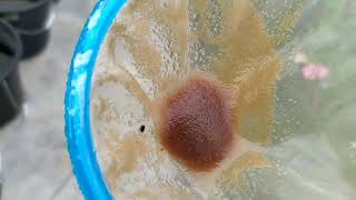 How to culture daphnia moina in a small container Part 1 English Subtitle [upl. by Lemire]