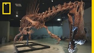 Bigger Than T rex Spinosaurus  National Geographic [upl. by Halullat]